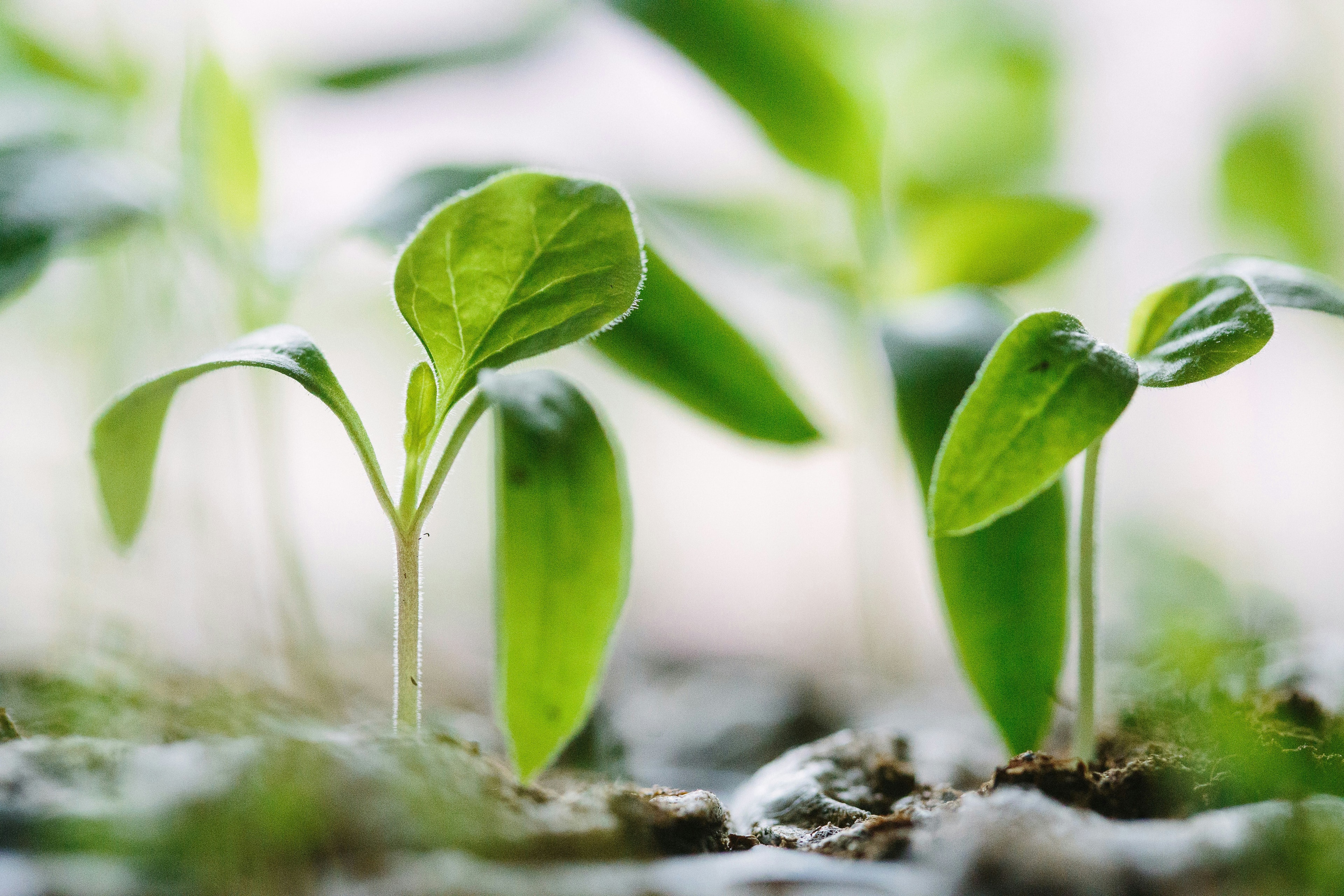 Growing seedling representing business growth